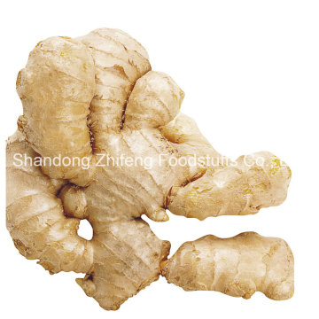 Shandong Zhifeng Food Fresh Ginger
